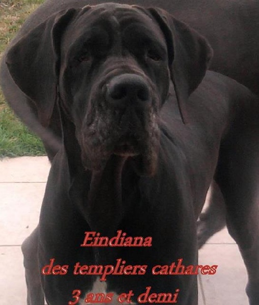 Eindiana des Templiers Cathares