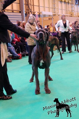 des Templiers Cathares - Hugo à la Crufts !