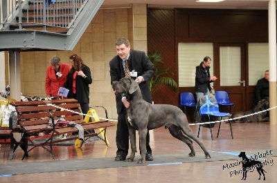 des Templiers Cathares - Hugo est sélectionné pour la Crufts 2014