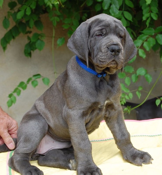 chiot Dogue allemand des Templiers Cathares
